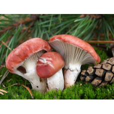 Мицелий Мокрухи розовой (Gomphidius roseus) Мицелий Мокрухи розовой (Gomphidius roseus)
